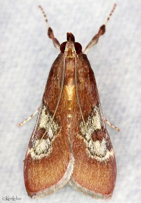 moths 3 Pyralids 4618 - 6075