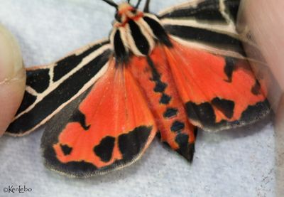 Apantesis placentia #8191