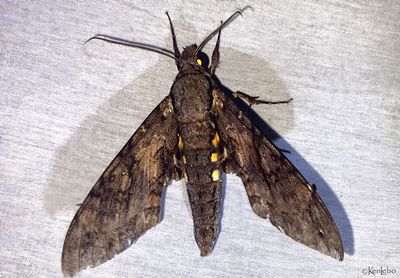 Giant Sphinx Cocytius antaeus #7772
