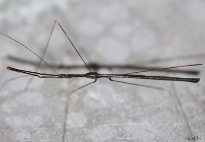 Assassin bug Emesaya brevipennis