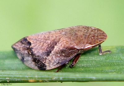 Diamondback Spittlebug Lepyronia quadrangularis