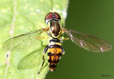 Eastern Calligrapher Toxomerus geminatus