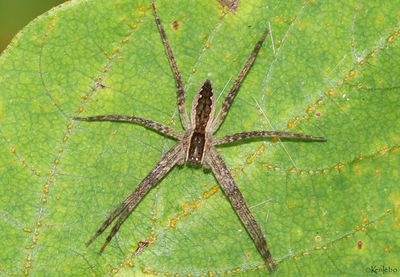 Nursery Web Spider - Pisaurina mira