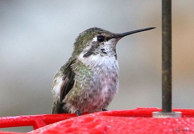Anna's Hummingbird