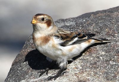 Snow Bunting