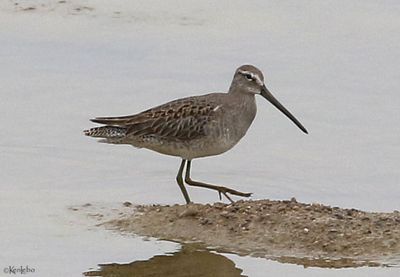 Long-billed Dowitcher