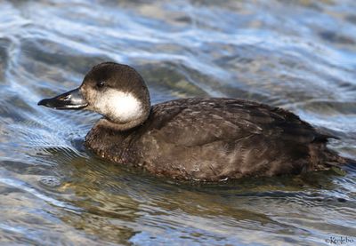 Black Scoter