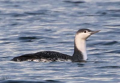 Red-throated Loon