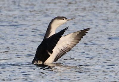 Red-throated Loon