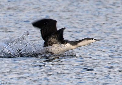 Red-throated Loon