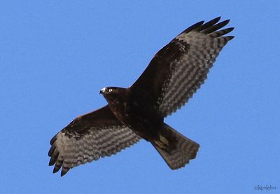 Red-tailed Hawk
