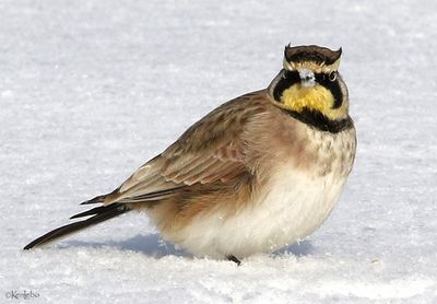 Horned Lark