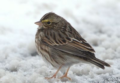 Savannah Sparrow