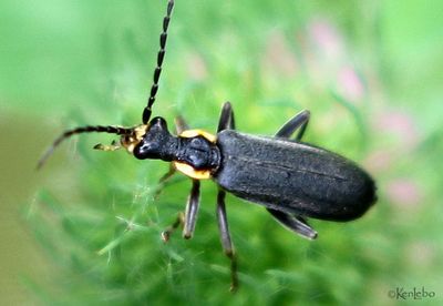 beetles