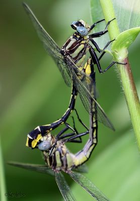 gomphidae : clubtails
