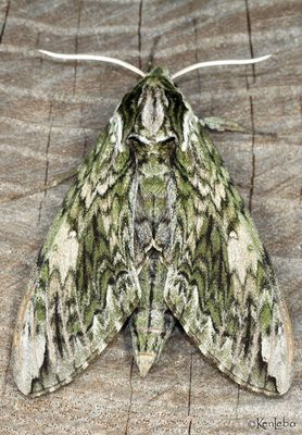 Hagen's Sphinx Ceratomia hageni #7790