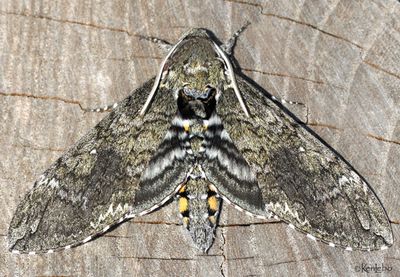 moths 5 Giant Silk 7182 - 8032