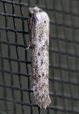 Hypatopa punctiferella #1208