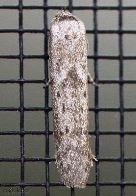 moths 1 Micros 0000 - 2512