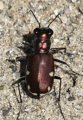Festive Tiger Beetle Cicindela scutellaris