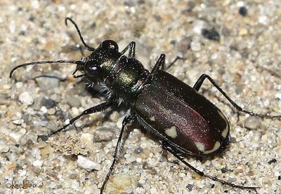 Festive Tiger Beetle Cicindela scutellaris