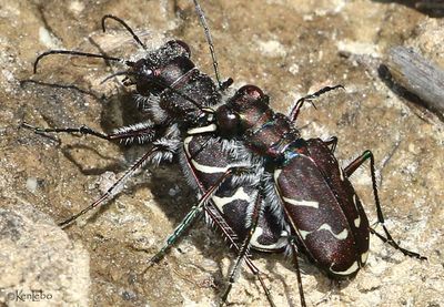 Tiger Beetles