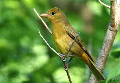 birds
