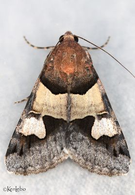 Drasteria pallescens #8628