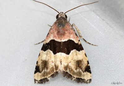 Cobubatha lixiva #9014