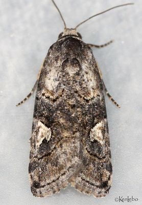 Metaponpneumata rogenhoferi #9074