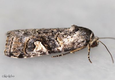 Metaponpneumata rogenhoferi #9074