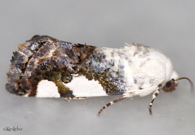 Exposed Bird-dropping Moth Tarache aprica #9136