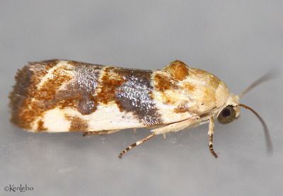 Spragueia obatra #9130