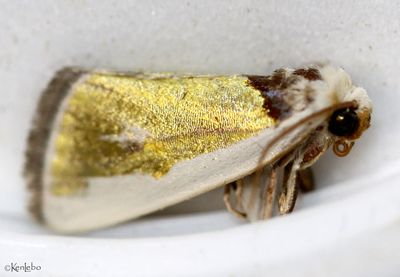 Poetry Moth Neumoegenia poetica #9737
