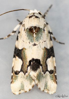 Beloved Emarginea Emarginea percara #9718