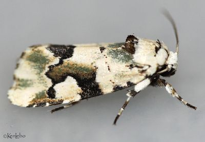 Beloved Emarginea Emarginea percara #9718