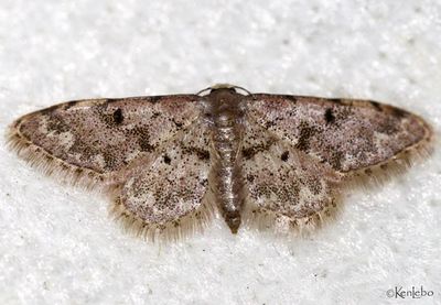 Idaea nibseata #7103