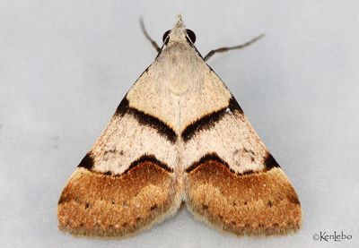Hemeroplanis incusalis #8474