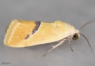 Ponometia venustula #9087