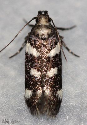 IMG_5894wp.jpg Filatima arizonella #2131