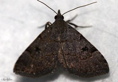 Nychioptera noctuidalis #8485