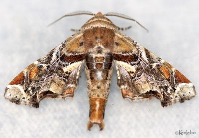 Marathyssa furcata #8968.2
