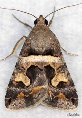 Bulia deducta #8614