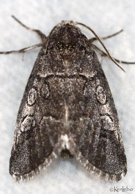 Oxycnemis advena #10039