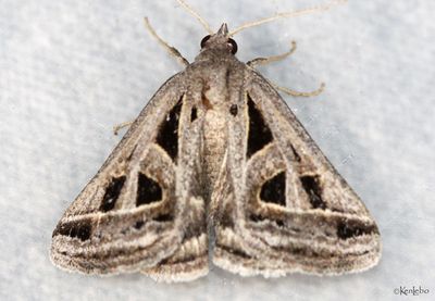 Callistege diagonalis #8741