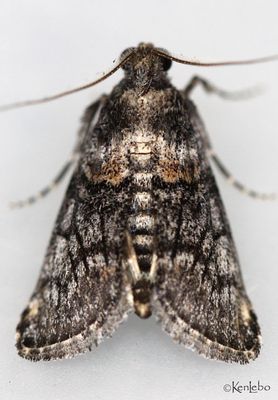 Pococera fuscolotella #5615