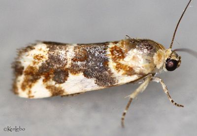 Spragueia obatra #9130