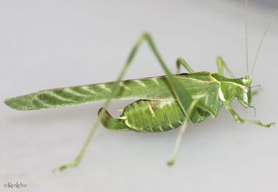 Grasshoppers and Katydids