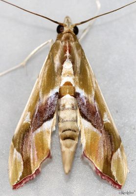 Agathodes monstralis #5240