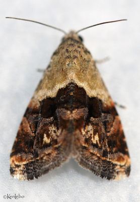 Tripudia limbatus #9011